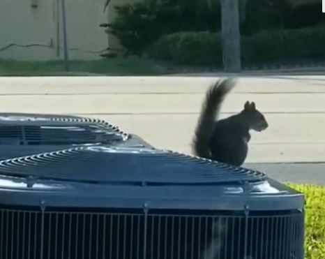 Florida Squirrels Get Hot Too and Enjoy Tom Petty