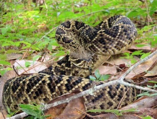 Florida Woman Recovering After Being Bit Venomous Snake