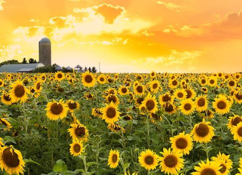 AFB Announces New Agriculture Resources for Parents and Teachers