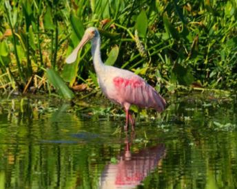 Florida’s State Parks to Boost Birding with $1 Million Bequest