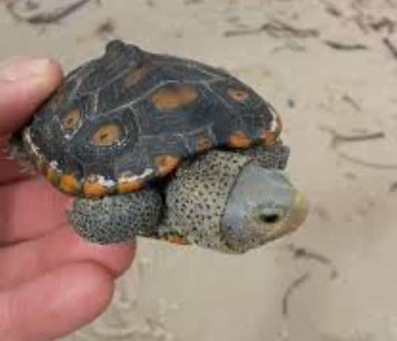 diamondback terrapin fwc flroida