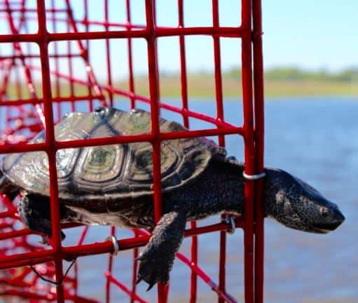 Blue Crab Traps and Diamondback Terrapins, Share Your Input