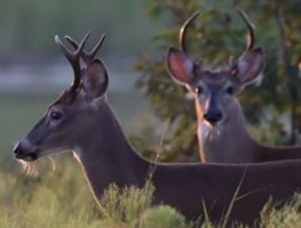 Florida FWC Approves Hunting-Related Rule Changes