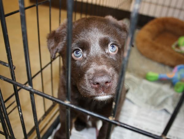 Hillsborough Pet Shelter Waives Adoption Fees For 100 Days, In Honor Of Betty White