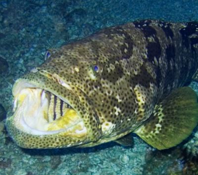 Fishing for reef fish? FWC encourages best fishing practices; approves new hook regulations