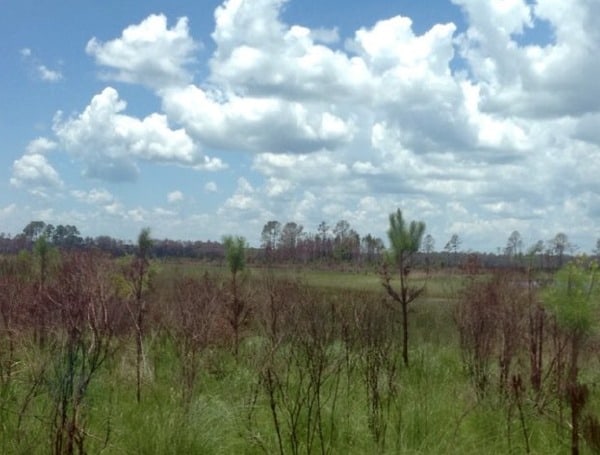 27,000 Acres Gifted to the University of Florida for Conservation, Outdoor Classroom Labs