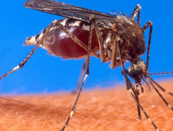 Mosquito-Borne Illness Advisory Issued for Hillsborough County