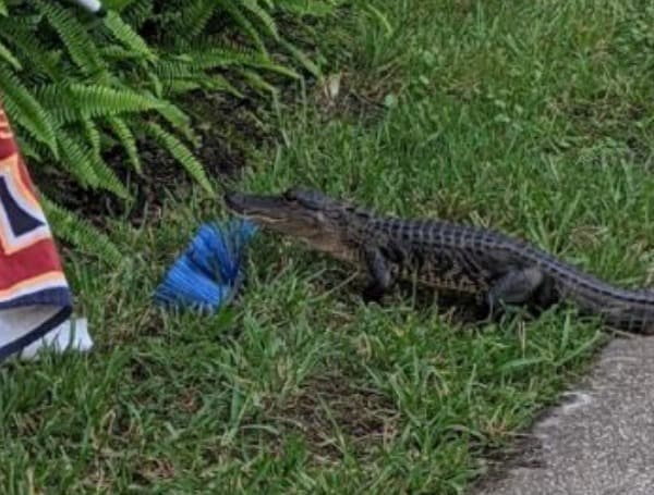 People and Pets: Co-Existing With Florida Alligators