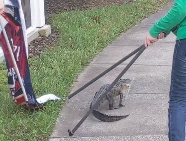 ‘Not How I Planned My Saturday’ Florida Couple Guides Gator Back to Safety