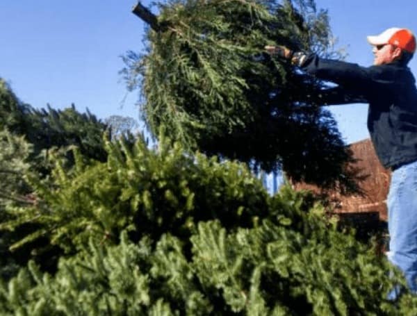 City Of Tampa Solid Waste Department Christmas Tree Collection Begins Today