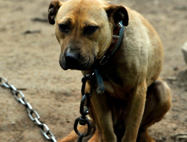 Alabama Man Arrested On Dog Fighting Charges, 78 Dogs Rescued, Destructive Device Recovered