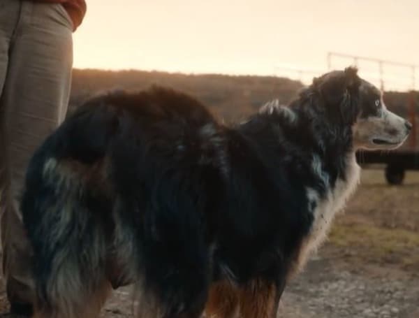 FLORIDA: Your Pup Could be Farm Dog of the Year