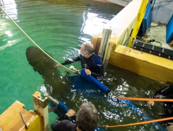 Two Manatees From Florida’s ZooTampa Transferred To Columbus Zoo And Aquarium In Ohio