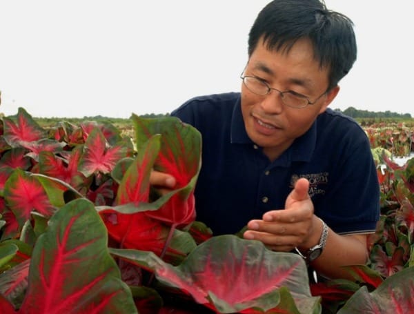 Genetic Testing Shows Some ‘Touch-Me-Not’ Flowers Resist Deadly Disease