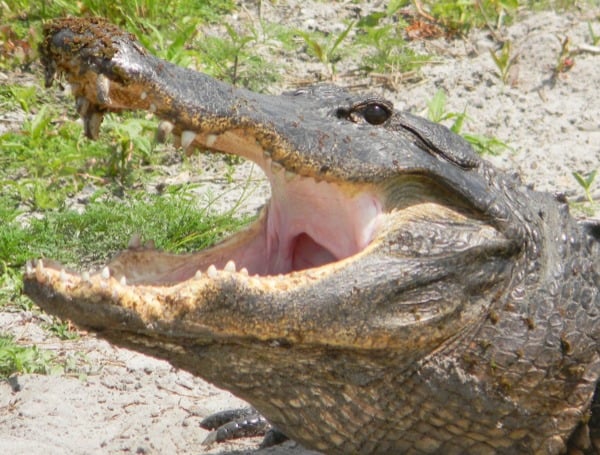 Florida Gator Hunt Lottery Draws Record Applicants