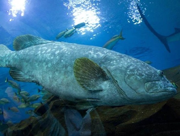 Florida Gag Grouper Season Starts June 1 In Most Gulf State Waters