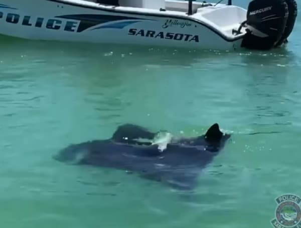Watch: Manta Ray Pays A Visit To Police Marine Unit In The Florida Gulf