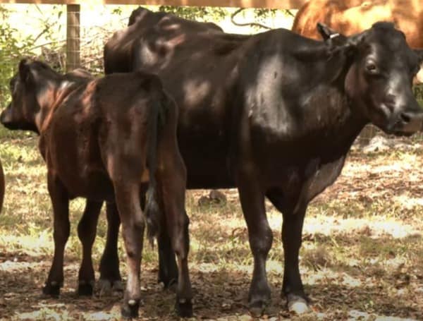 Building and Sustaining a Productive Cattle Farm