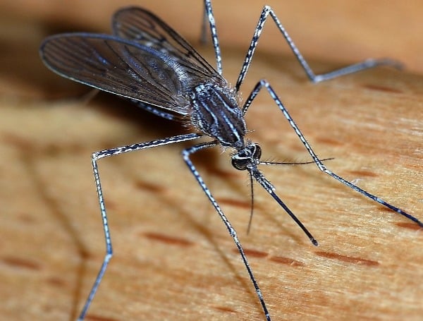 Hillsborough Gives Free Mosquito Fish To Help Residents Fight Mosquitoes Naturally As Rainy Season Begins 