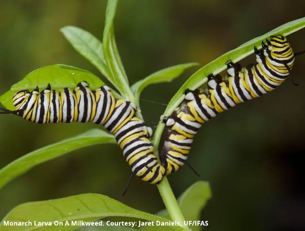 UF Project Hopes To ‘Certify’ Appropriate Plants As Wildlife-Friendly