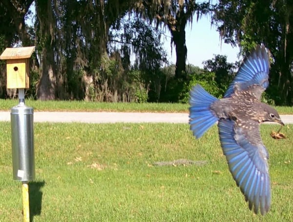 University Of Florida Wildlife Ecologists Teach Public To Help Boost Bluebird Population