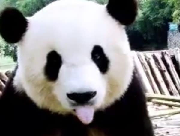 Panda Conservation Projects Backfiring After American Zoos Dished Out Millions To China.