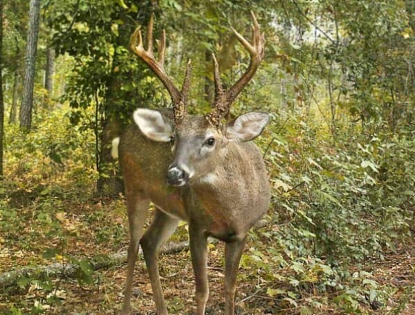 University Of Florida Wildlife Expert Answers Questions About COVID-19 And White-Tailed Deer