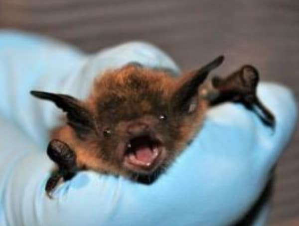 Polk County’s Third Rabies Case Found In A Bat That Was Killed By Dogs