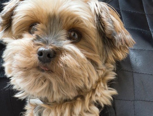 Condo Association Board Member Defies “No-Pet” Rule With Emotional Support Animal In 55+ Community