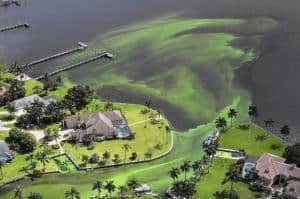 Florida Manatees are Clinging to Survival Due to Water Quality Issues