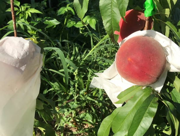 University Of Florida Study: Place Bags On Peaches To Help Keep Pests, Diseases Away
