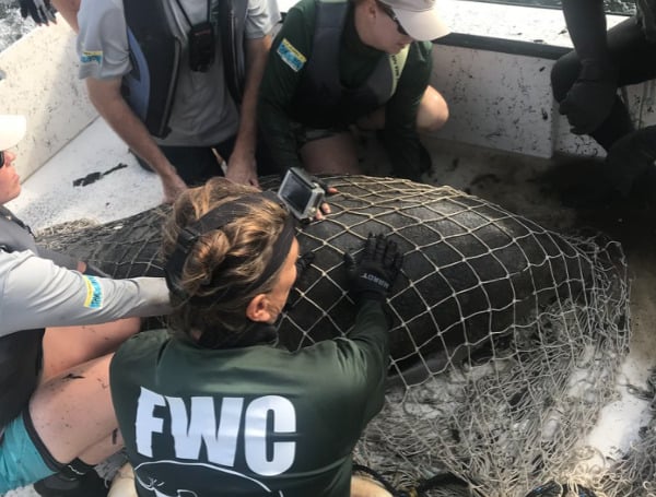 FWC: Florida Documents 1,003 Manatee Deaths In 2021