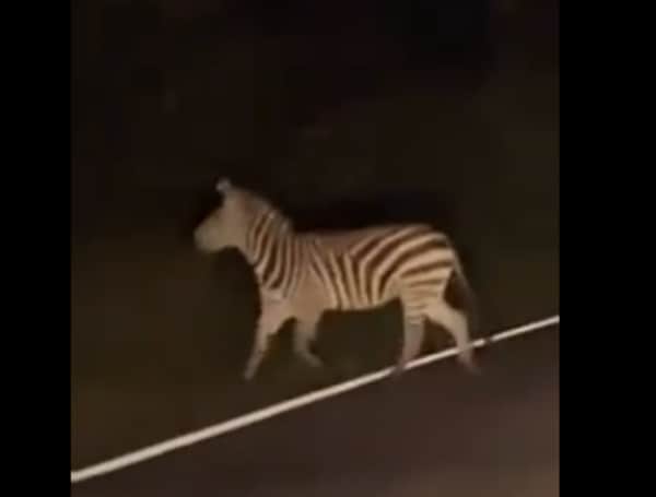 Two Escaped Zebras In Maryland Caught After 4 Months On The Run