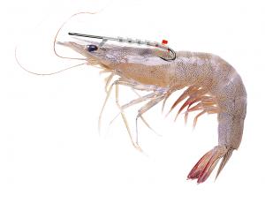 Introducing the Shrimp Walker: The only Live Shrimp Holder Hook Available. Shrimp Stay Alive Until Fish Strike