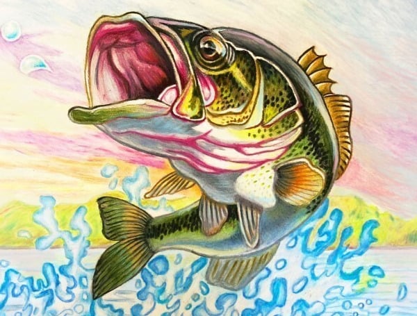 FWC Florida State Fish Art Contest 