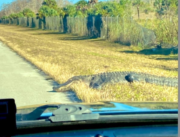 Florida Highway Patrol Advises 12-Foot Gator On Alligator Alley