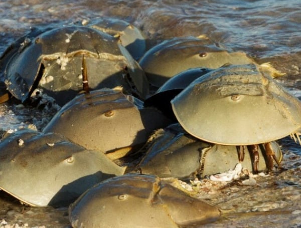 Florida FWC: Report Horseshoe Crab Sightings To FWC For Science