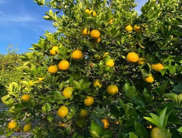 Florida Citrus Crop Forecast Continues To Sour