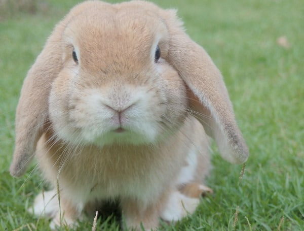 Humane Society, Local Pet Shelters All Agree: Don’t Buy Your Child A Bunny For Easter