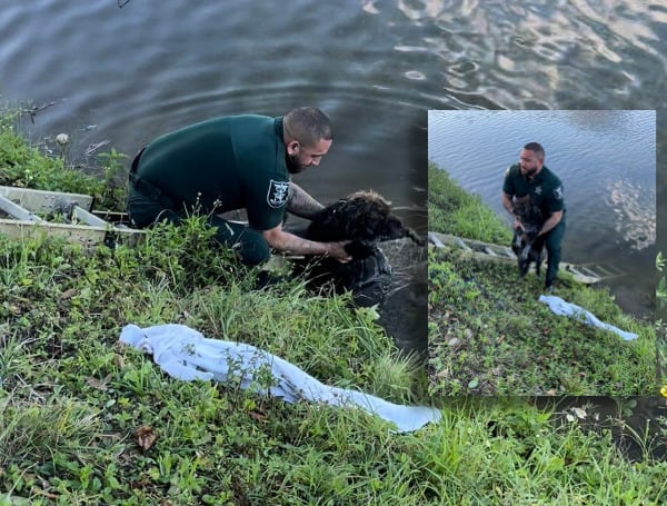 Florida Sheriff’s Deputy Rescues Dog That Fell Into Canal