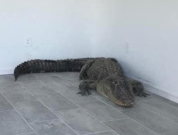 11-Foot Alligator Found In New Florida Home By Man Installing Blinds