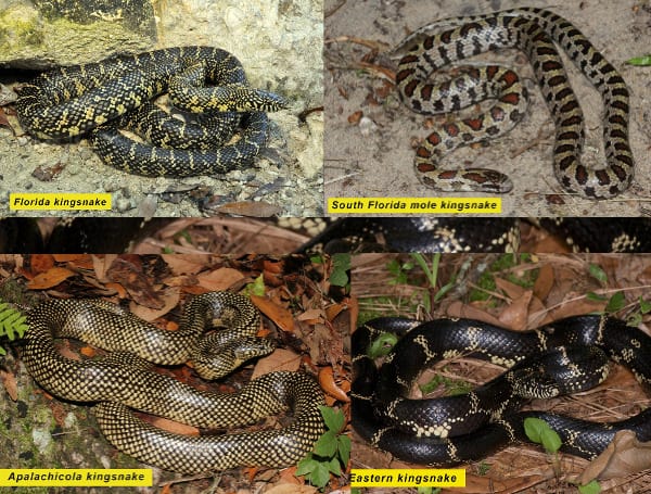 FWC: See A Florida Kingsnake? Report It