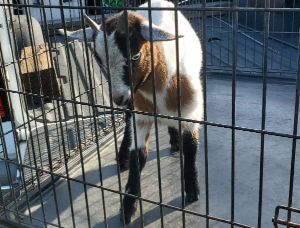 Pasco Sheriff’s Agriculture Unit Locates Goat In Land O’ Lakes, Owner Sought