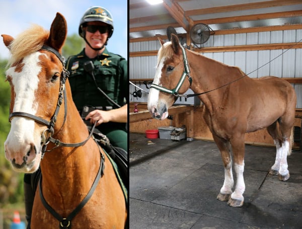 There’s A New Horse In Town, And Roscoe Is His Name