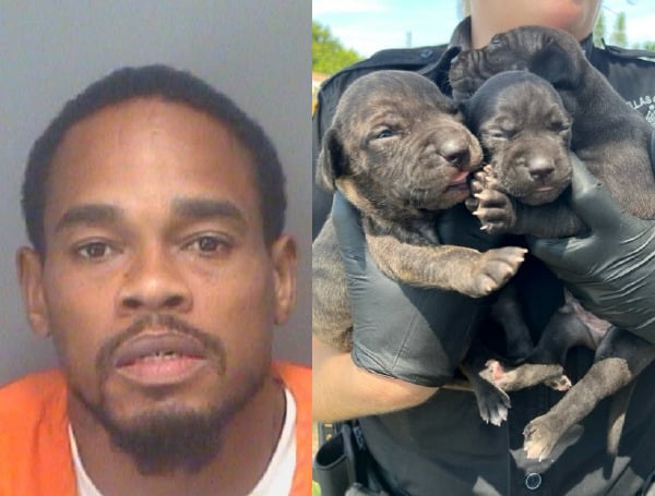 Pinellas County Detectives Arrest Largo Man For Felony Child Neglect And Aggravated Animal Cruelty