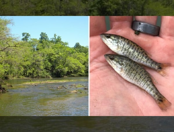 Florida FWC Reaches Major Milestone With Release Of Genetically Pure Hatchery-Raised Shoal Bass 