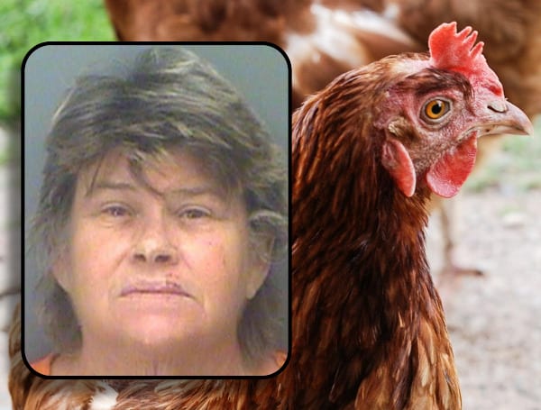 Florida Man Doused With Bucket Of Urine Over His Chickens ‘Deuceing’ On Neighbors Patio