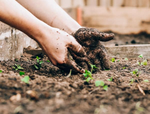 Pasco County Extension Offering Junior Master Gardener Classes