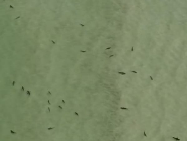 Sharks, And Lots Of Them Captured On Video By Florida Sheriff Near Gulf Beach