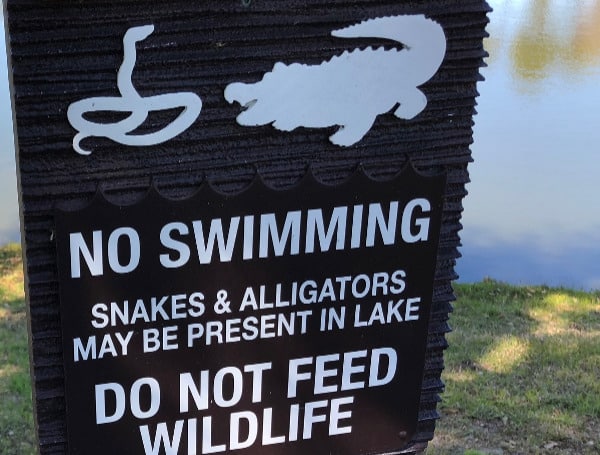 Florida Man Killed By Alligator While Looking For Frisbees In Lake Identified